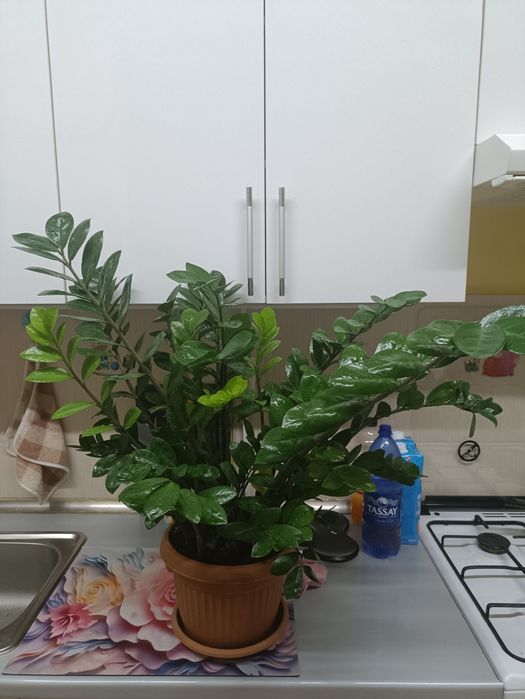 Замиокулькас, Долларовое дерево, 80 см