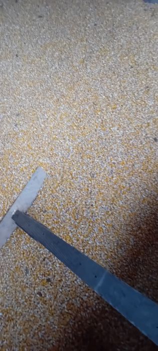 Porumb  cultura nouă.