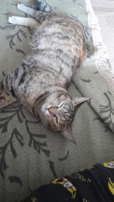 Отдам в хорошие руки игровую кошечку