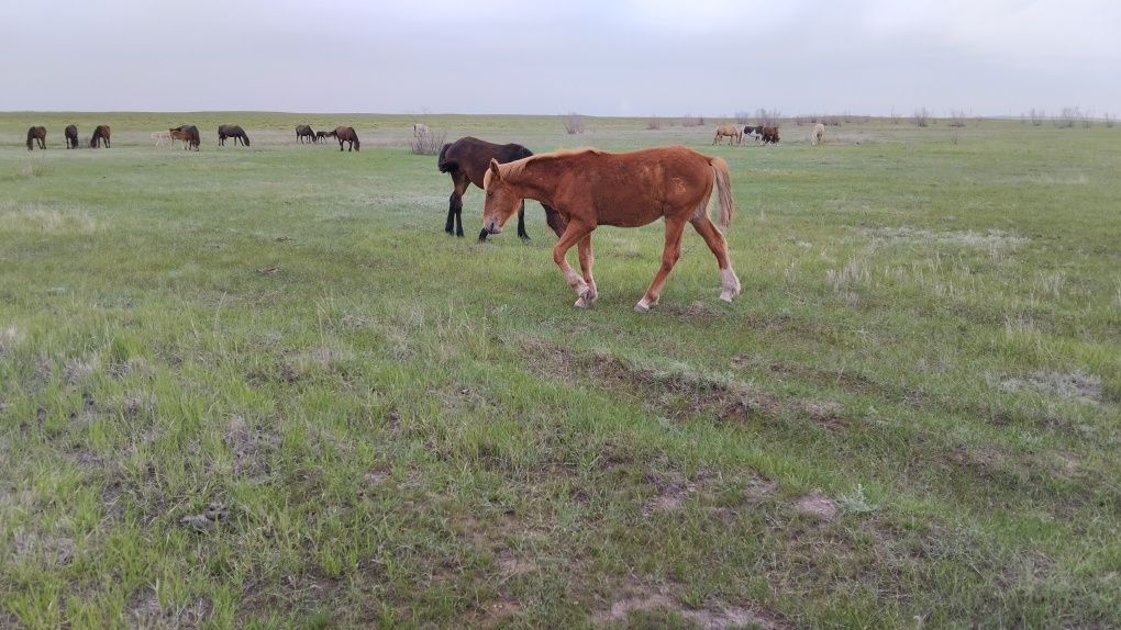 Продам полутяж жеребчика