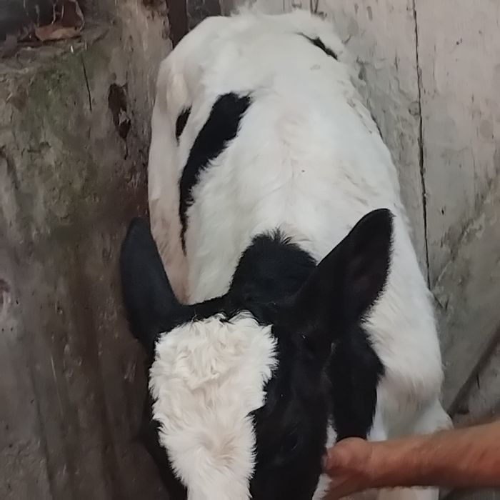 Vând tauras bălțat