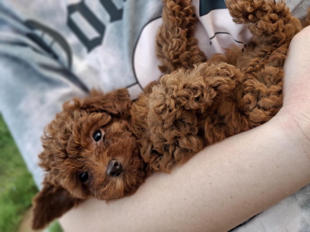 Той Пудел /Poodle Toy Red
