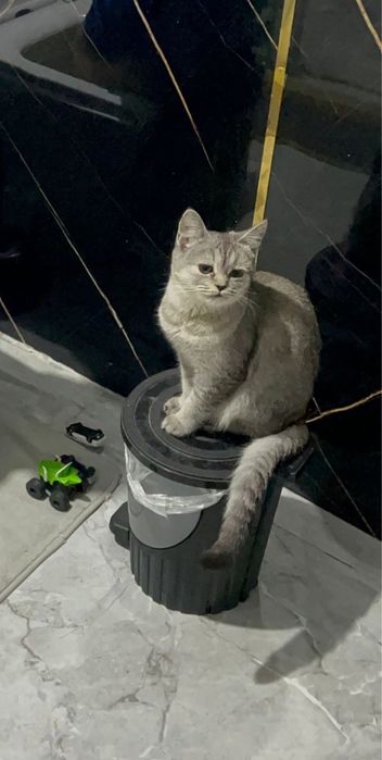 Отдам кошку девочку в добрые руки