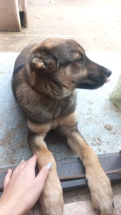 Отдам собачку в добрые руки