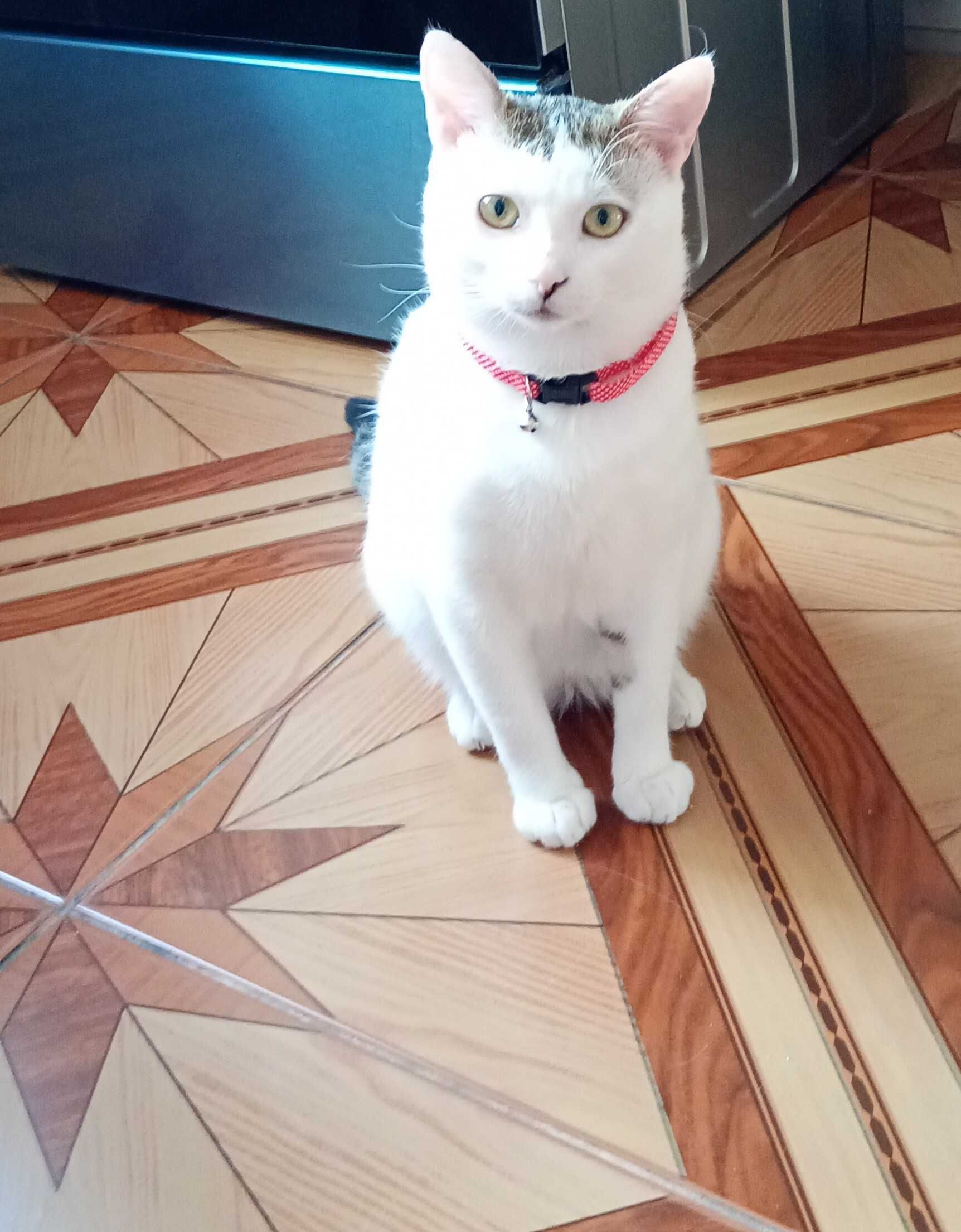 Motan spre adopție