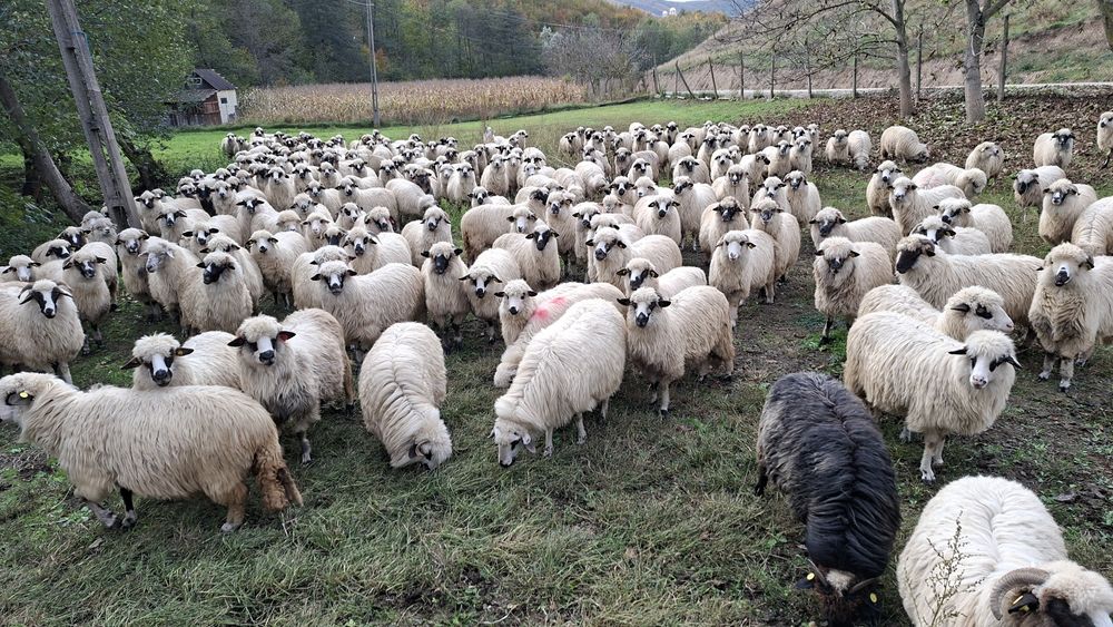 Vând 200 de oi si opt berbeci