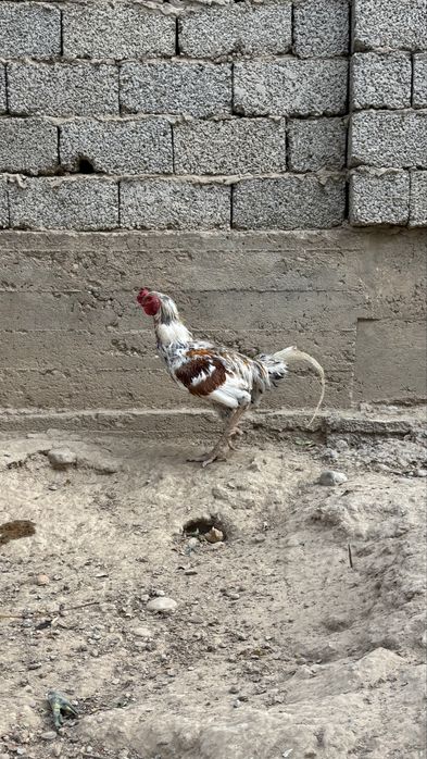 Дакан кораз 1,5 жас 7бой 7победа