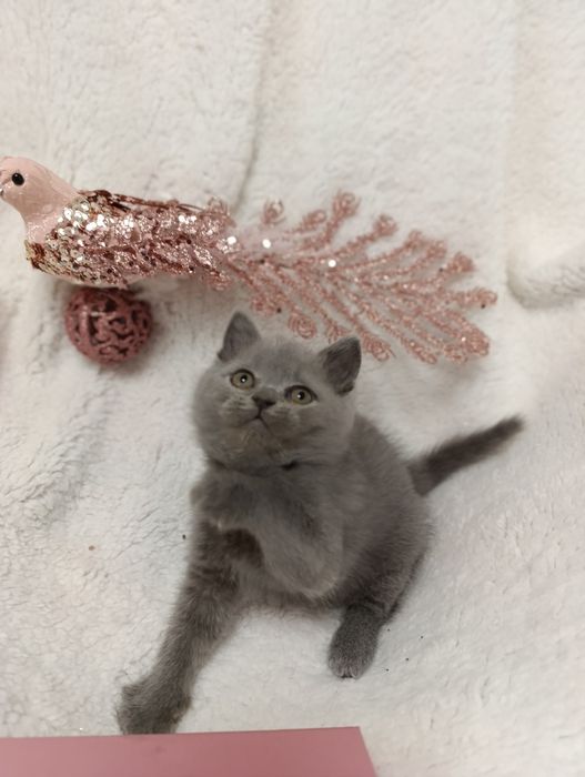 Pui fetiță British Shorthair ORADEA