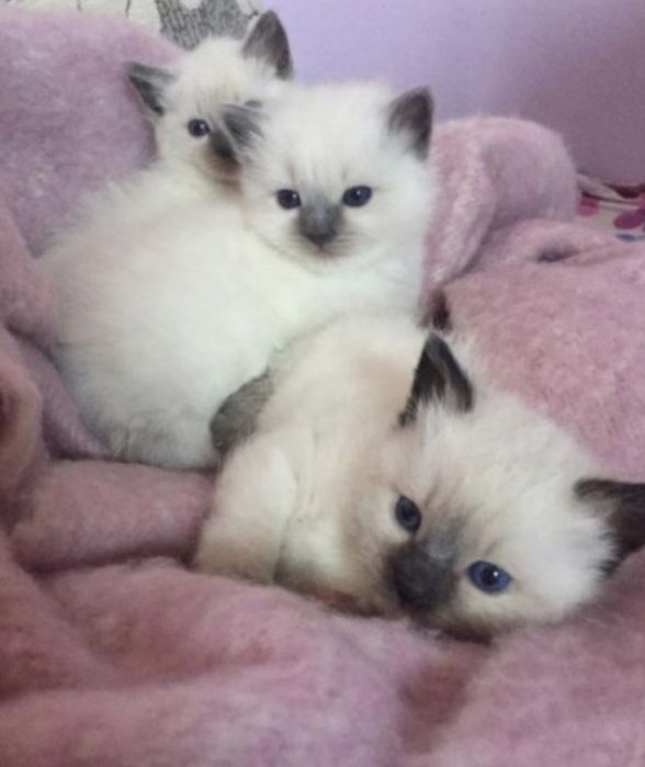 Pisici ragdoll pui 1 luna