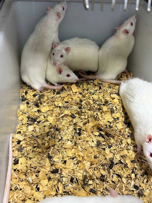 Лабаратория оқ сичқонлари ва оқ каламушлари