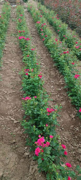 Atirgul koʻchatlari sotiladi