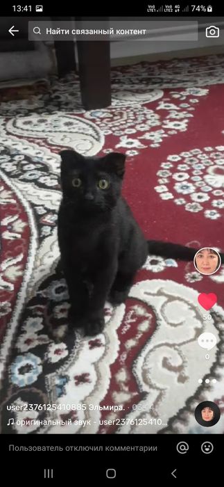 Котёнок в хорошие  руки