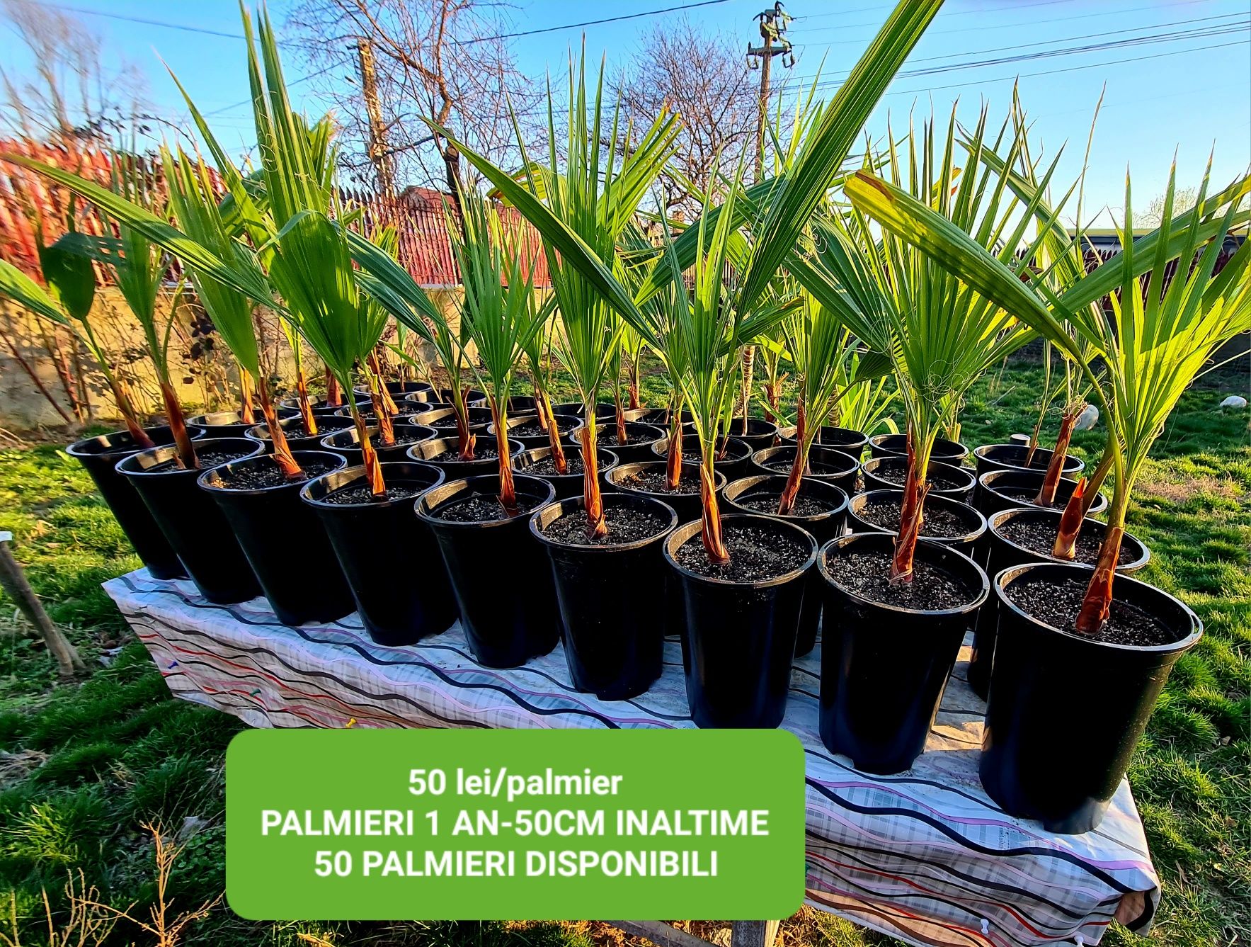 Palmieri Washingtonia Robusta rezistenti la frig ultimele bucati