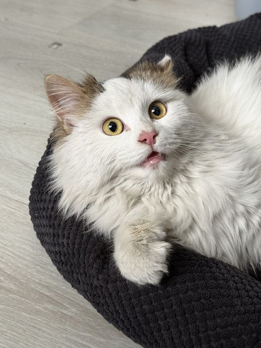 Котенок Сырок ищет дом