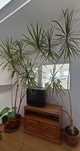 2 plante Dracena
