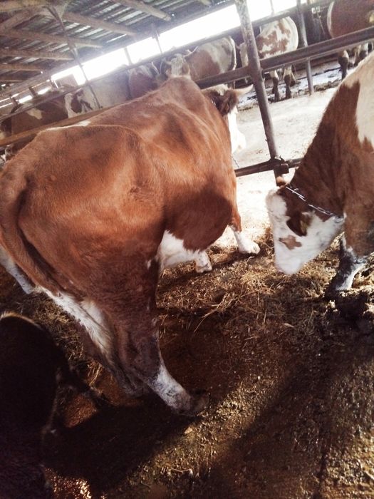 Vaca a doua fătare cu vitel belgian