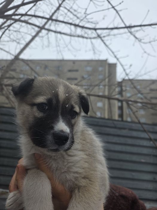 Шикарная девочка 1.5  месяца