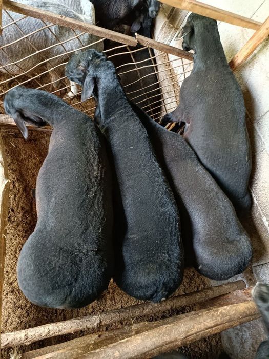 Qoy куй кой qochqorlar sotiladi Aqiqa va boshqa marosmlar 24/7