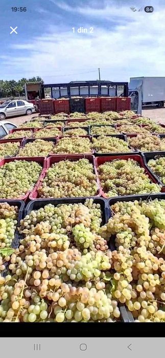 Struguri de vin de vanzare