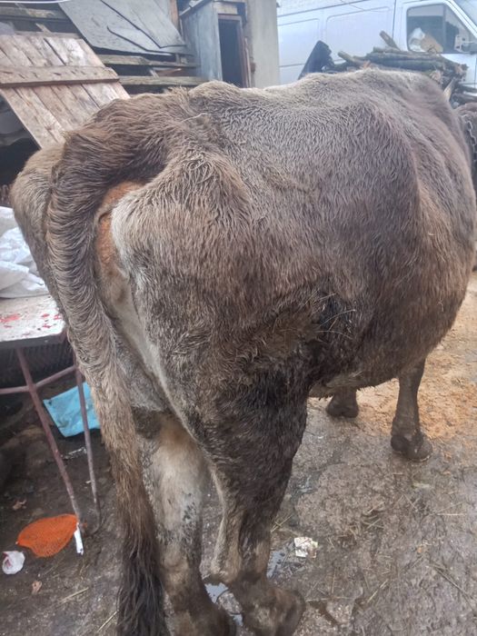 Vand trei vaci frumoase