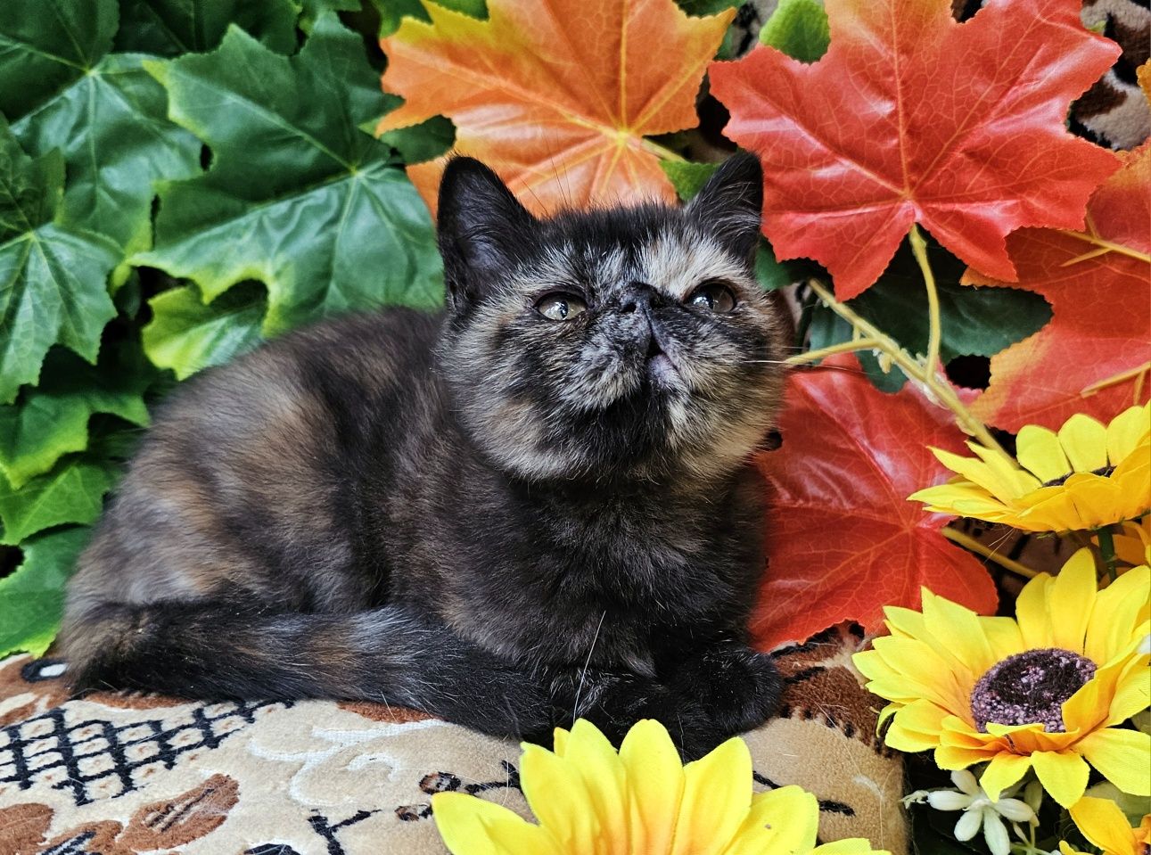 Персийско екзотично котенце