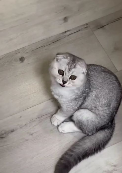 Продам кошку шиншиллу красивый окрас чистопородная