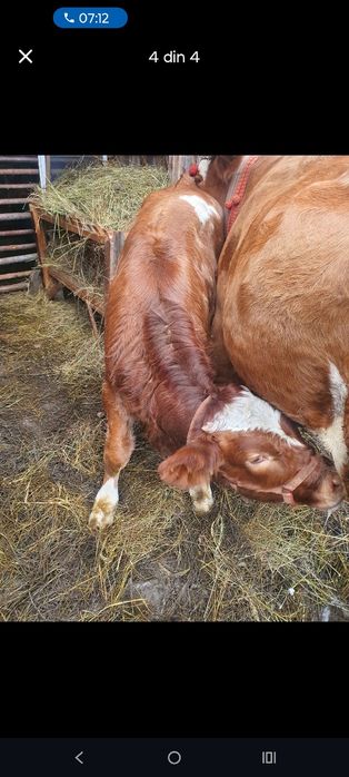 Vițel Bălțat Românesc