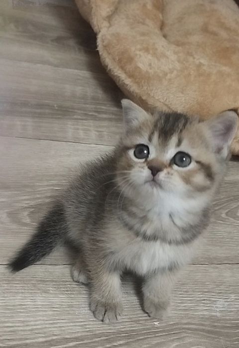 Чистокровные шотландские котята