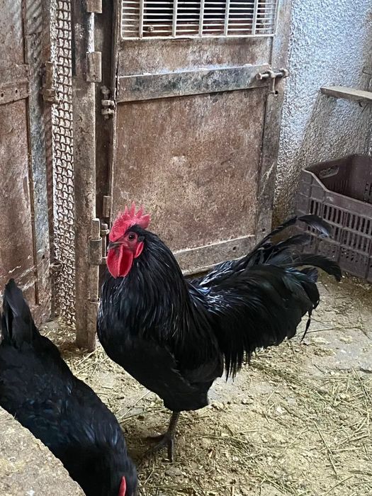 Vând cocoși australorp