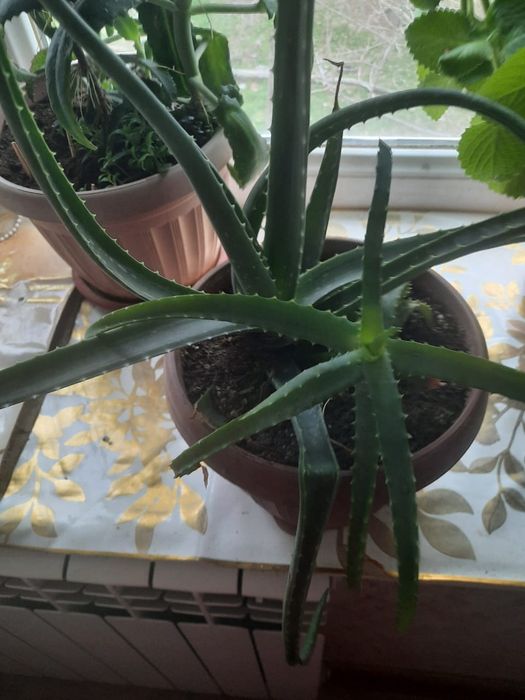 Комнатные цветы . Разные.