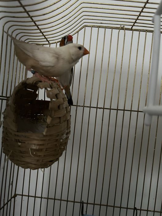 schimb o pereche de zebre pe o pereche de hamsteri