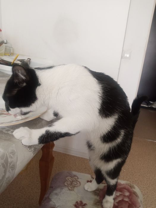 Пристраивается кот