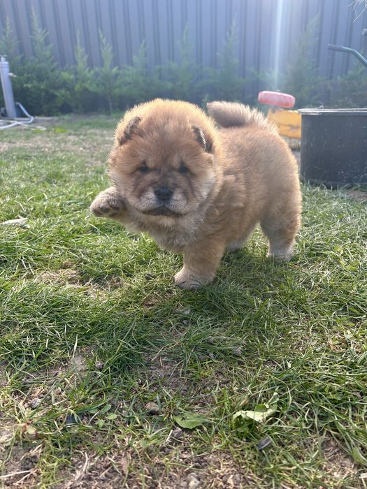 Chow chow de vanzare