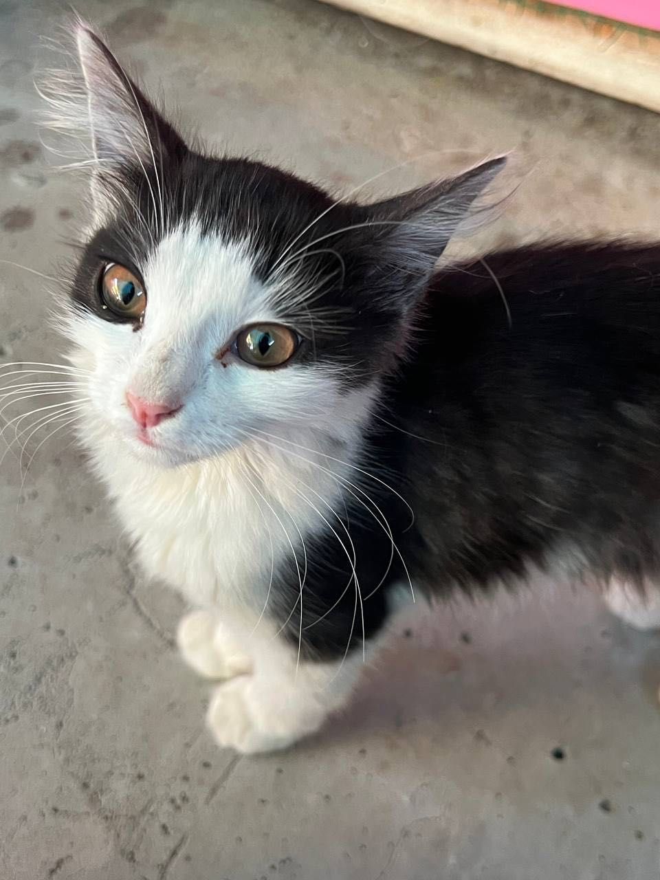 Бесплатно котята в добрые руки