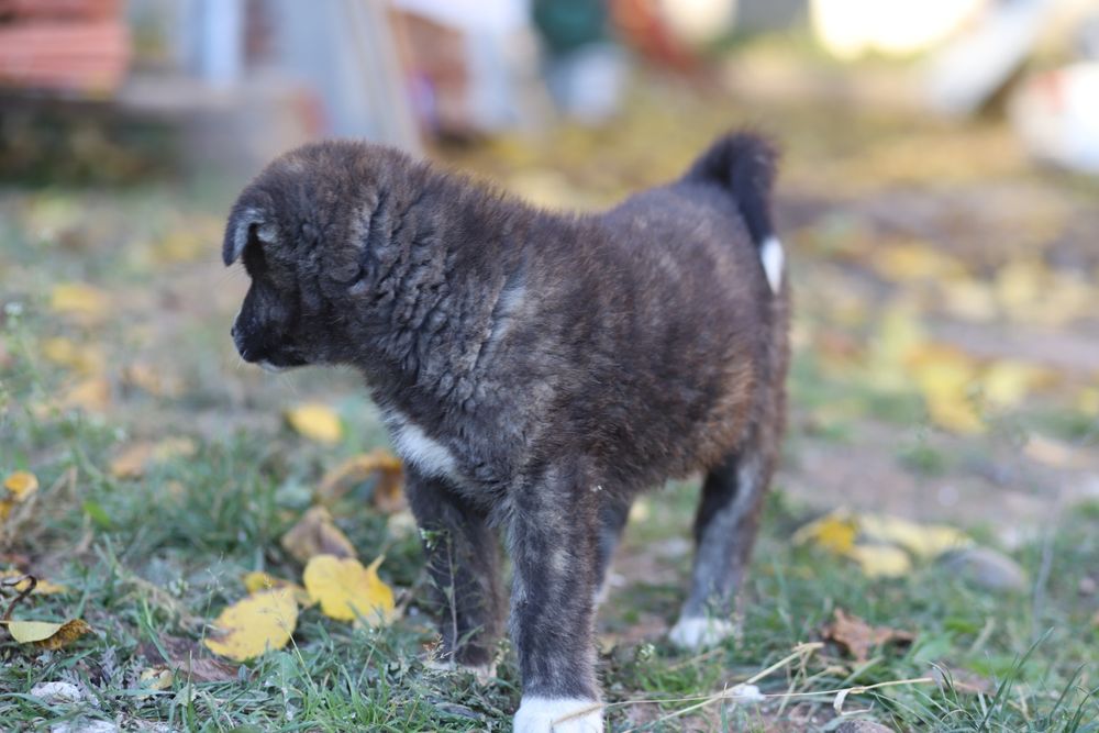 Puiut Akita Inu brindle mascul