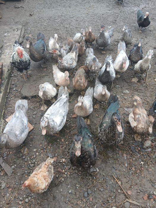 Rațe mute de vânzare.