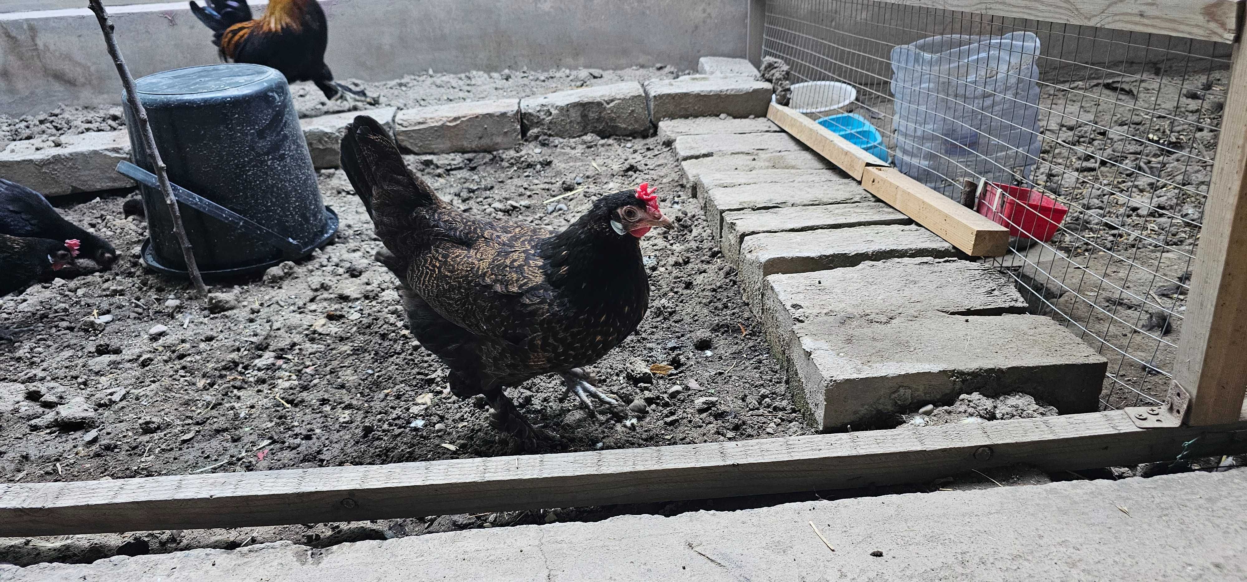 Tovuq va Xo`rozlar sotiladi . Toshkent shahar  bo`ylab BEPUL yetkazish