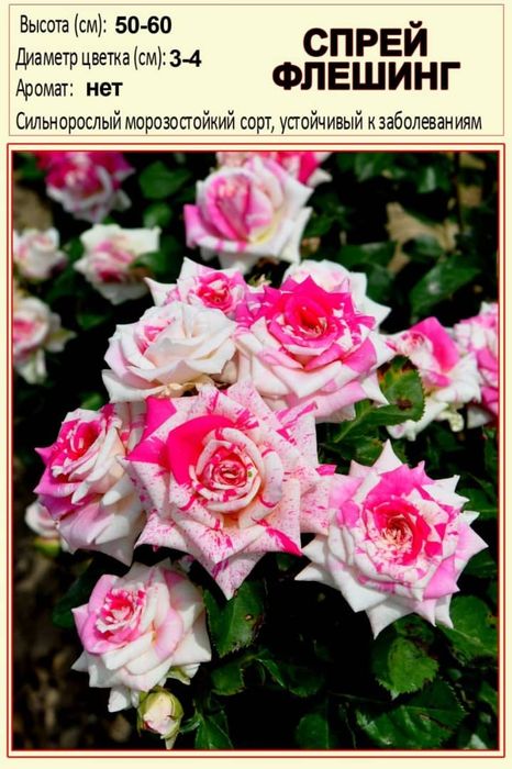 Продам в осортименте