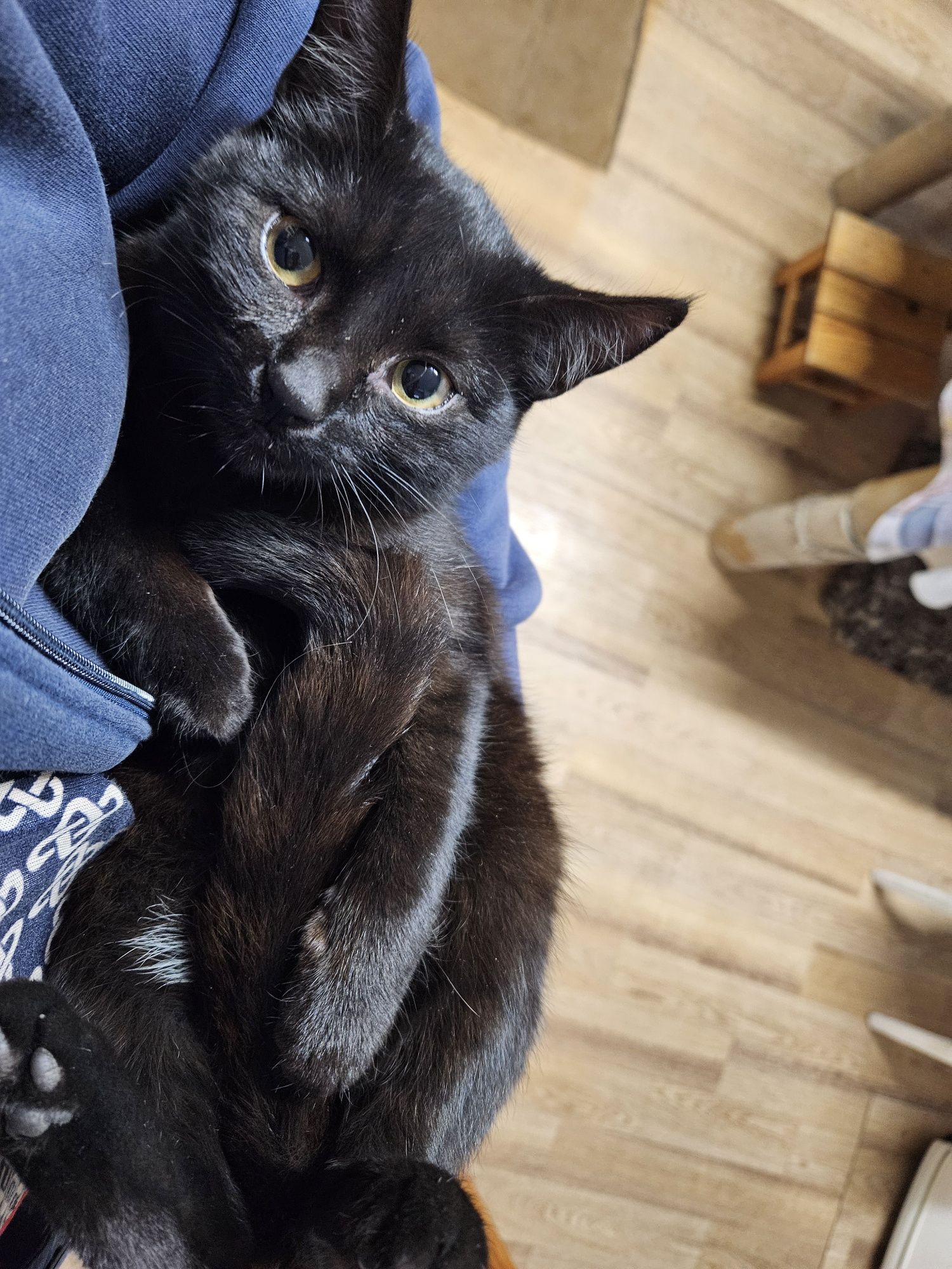 Кошки мышеловки и кот