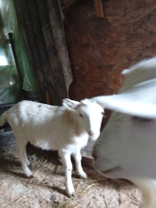 Vând țap și două iede