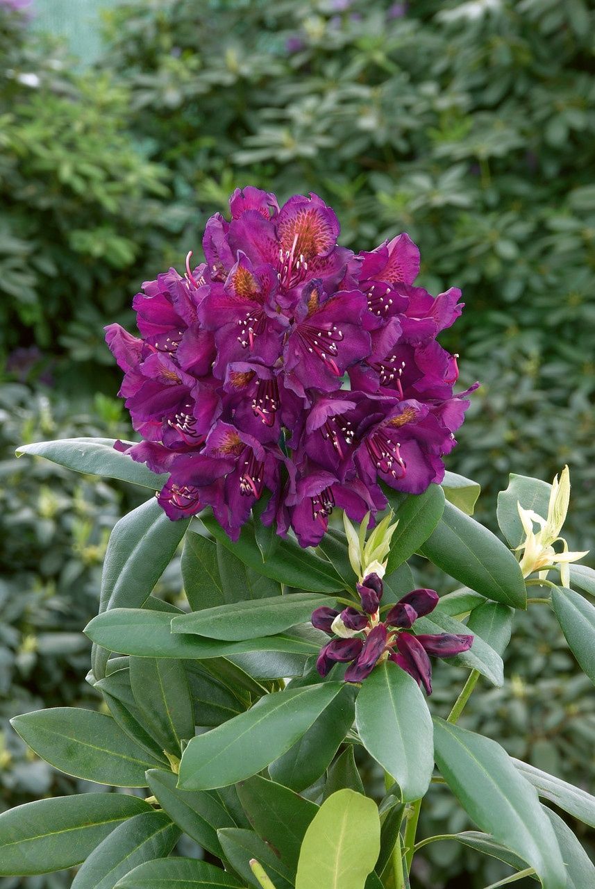 Rhododendron (Trandafir de Munte )