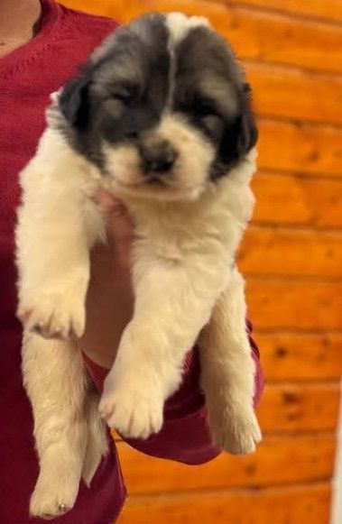 Femela de Ciobanesc romanesc de Bucovina cu pedigree tip A