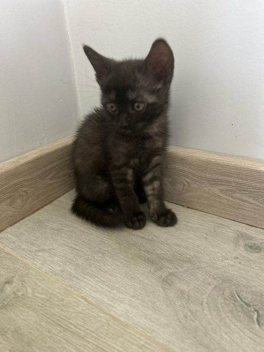 Отдаю котят в добрые руки