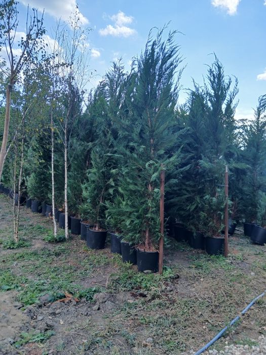 Chiparos leylandii 3m80 4m 250 ron