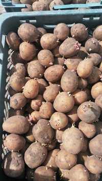 Продам картофель семенную , большое ведро - 1000 тенге