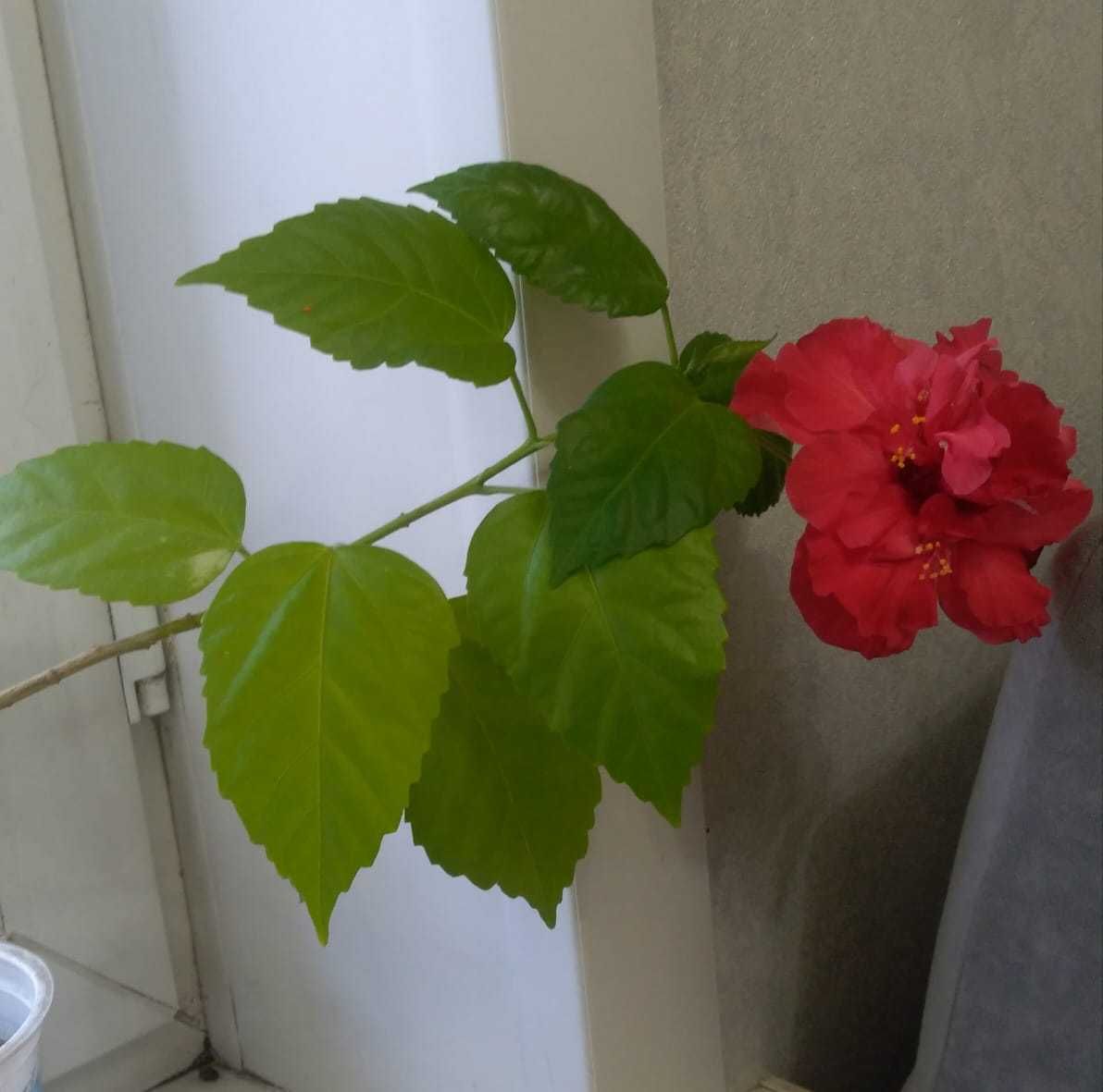 Гибискус "Китайская роза" 2 видов