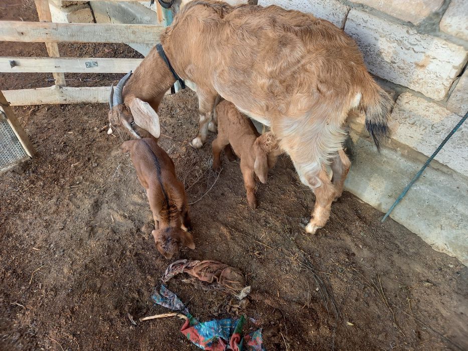 Сутти ешки сатылады