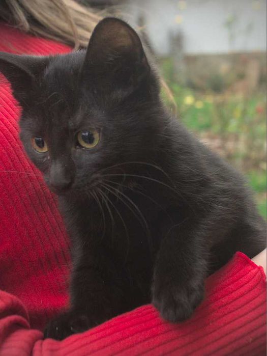 Три малки котенца търсят любящ дом – на 3 месеца