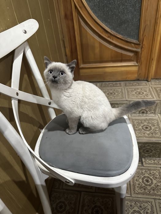 Кошка сямская 3 месячная