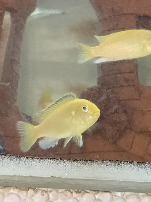 Продам елоу Цихлида Лабидохромис Еллоу